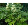 Fatsia japonica 389 fb9dfd66 640x512