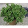 pinus mugo pumilio4