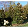 Magnolia Grandiflora Gallisoniensis 01