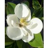 Magnolia Francois Treyve5