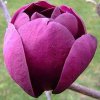 magnolia black tulip3