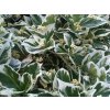 euonymus fortunei emerald gaiety4