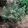 euonymus fortunei emerald gaiety3