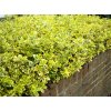 euonymus fortunei emerald gold3