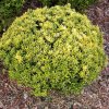 euonymus jap mycrophyllus aureovariegatus4