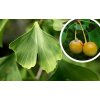 ginko biloba2