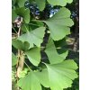 ginko biloba