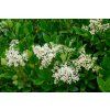 ligustrum japonicum4