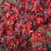 liquidambar styraciflua 2 800x800