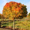 LIQUIDAMBAR STYRACIFLUA GUM BALL