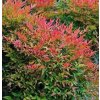 nandina domestica gulf stream2
