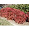 nandina domestica gulf stream3