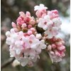 viburnum dawn4