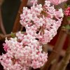 viburnum dawn