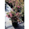 weigela florida minuet3