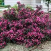 weigela florida minuet6