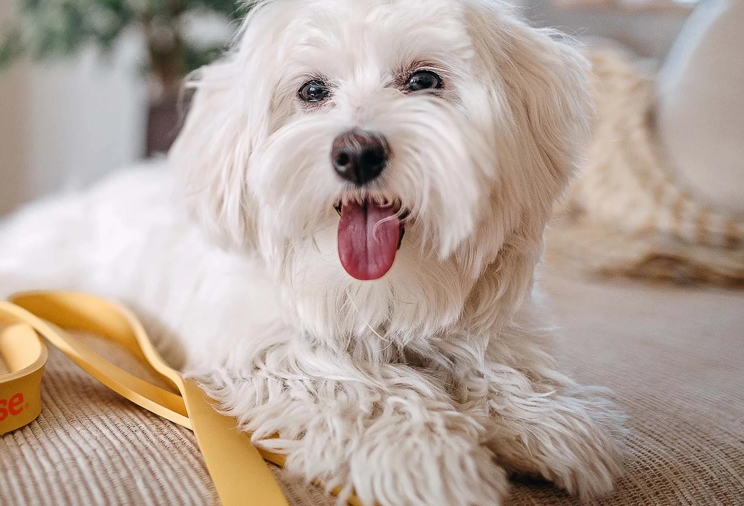 Bezpečné prostředí pro štěně