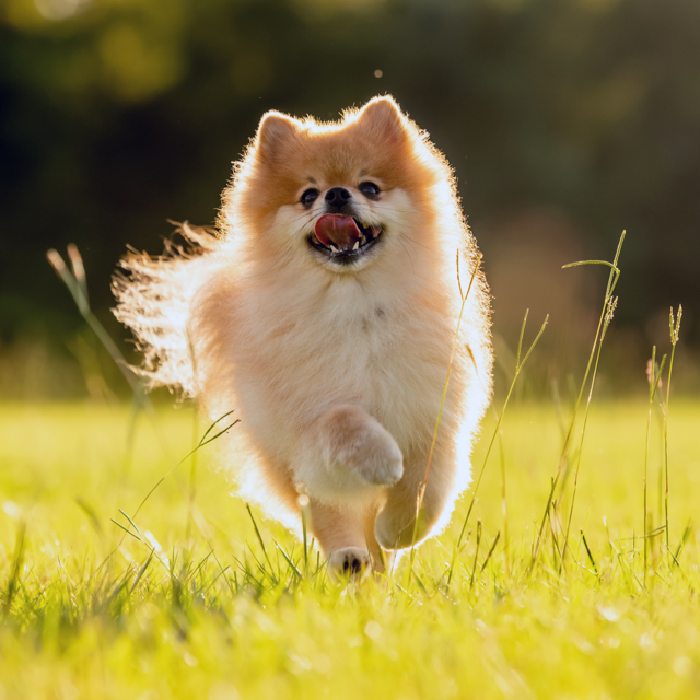 Jak správně krmit dospělé psy malých plemen s citlivým zažíváním