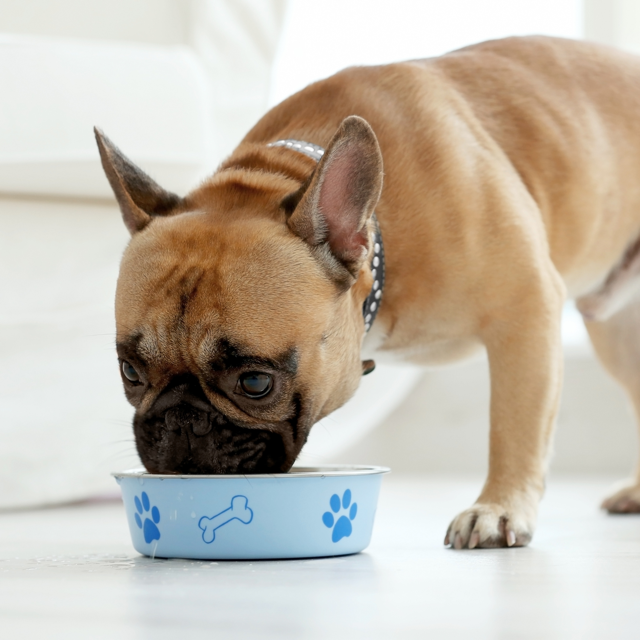 Jak správně krmit dospělé psy malých plemen s alergií