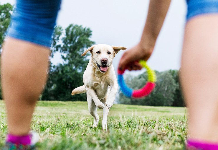 Bezpečné hračky pro psa - jak si je vybrat?
