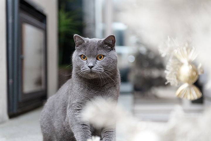 Britská krátkosrstá