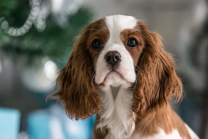 Kavalír King Charles Španěl