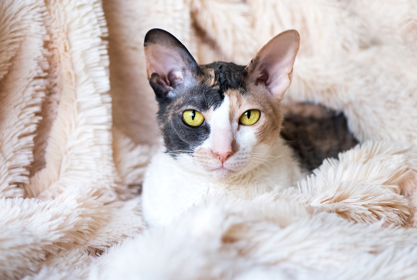 Cornish Rex