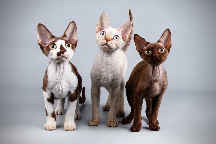 Devon Rex
