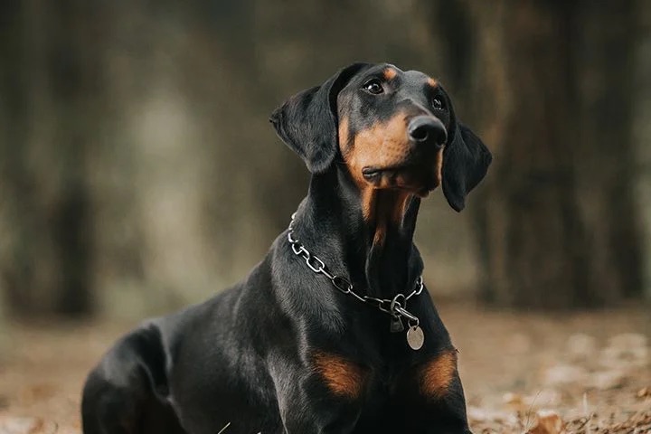 Dobrman
