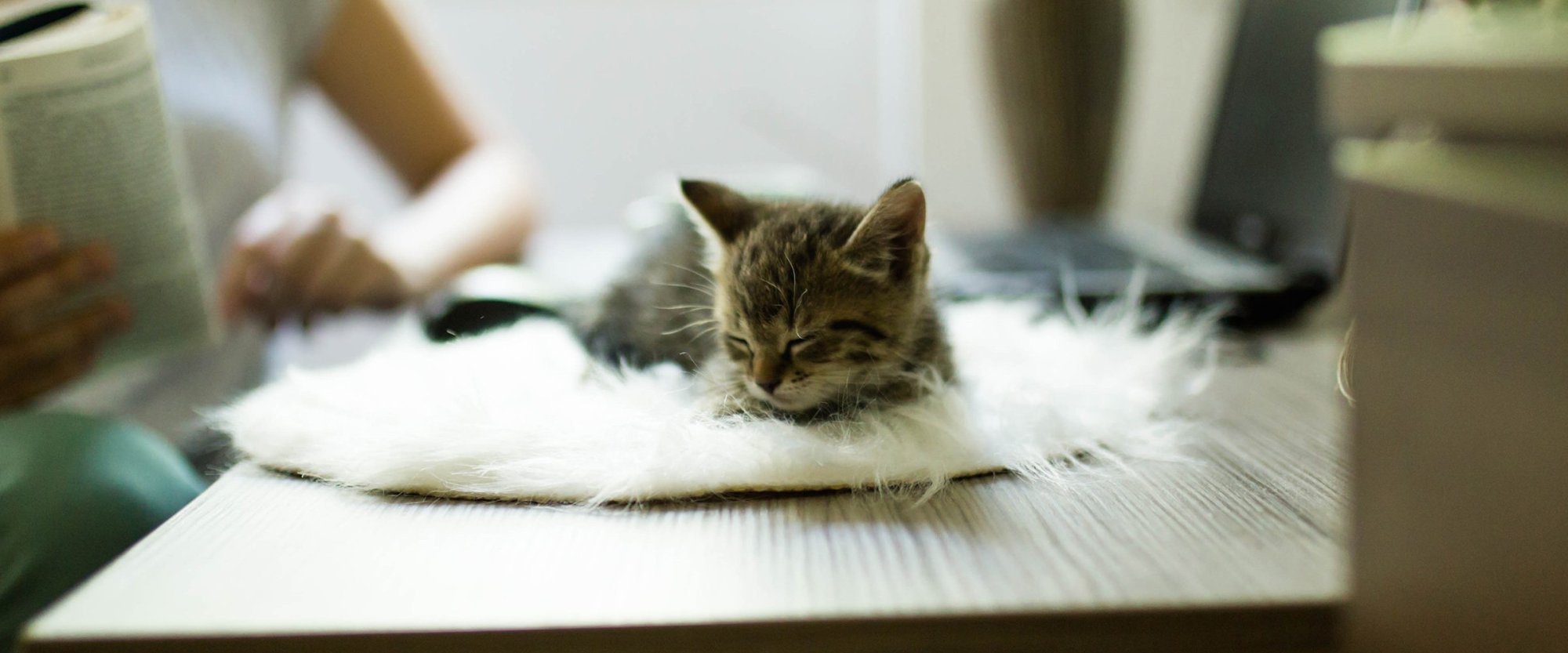 Domácí kancelář s kočkou