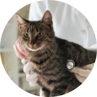 Kočka se zdravotními problémy