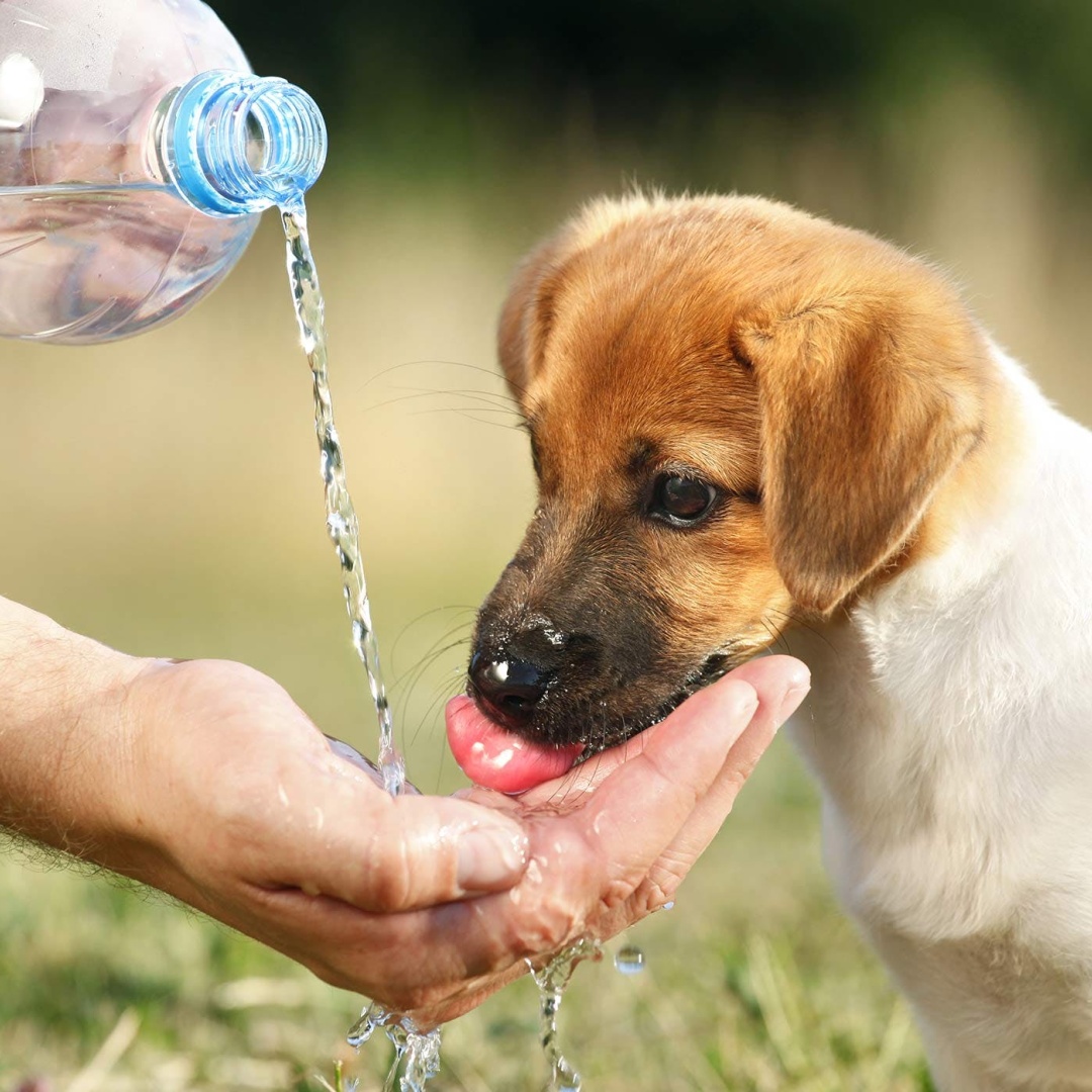 Kolik vody musí pes denně vypít?