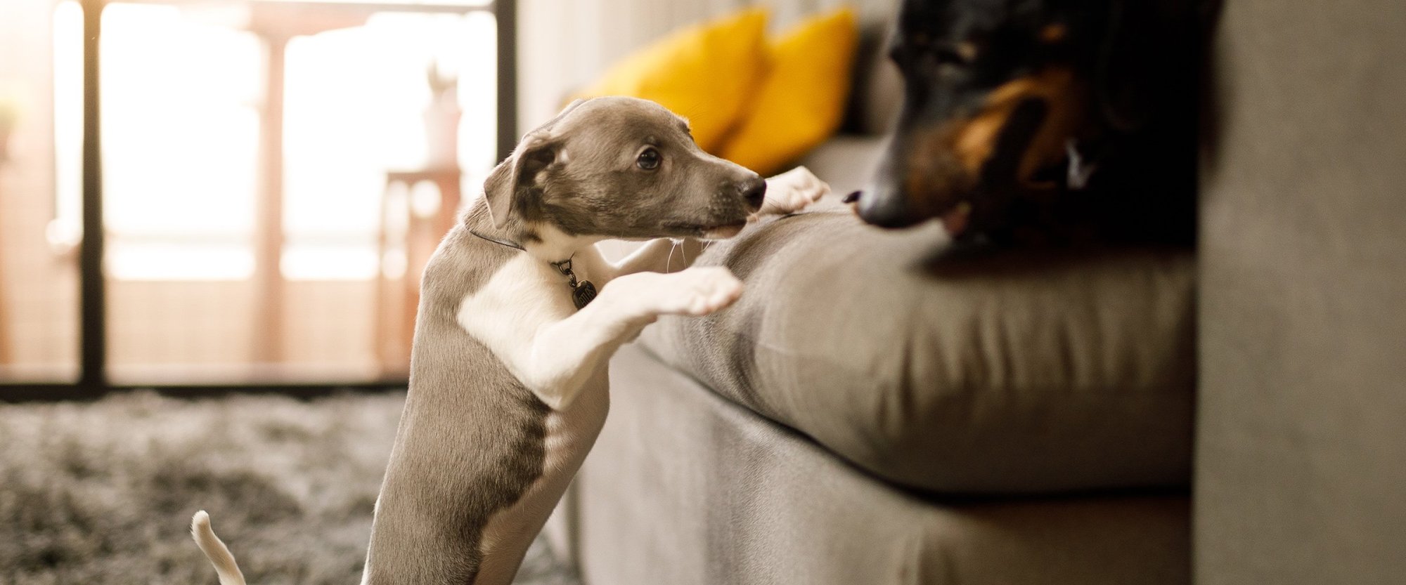 Výživa štěňat - zdravá strava je nutností!