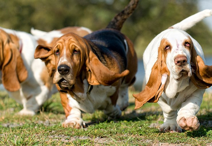 Jaká je správná strava pro kastrovaného nebo sterilizovaného psa?