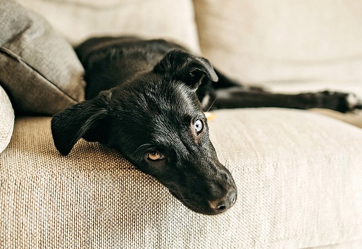 Líný mazlíček ve skvělé kondici – jak udržet u mazlíčka zdravou váhu?