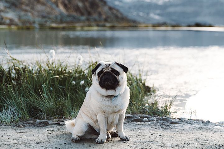 Mopsík
