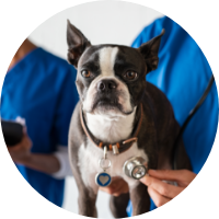 Pes se zdravotními problémy