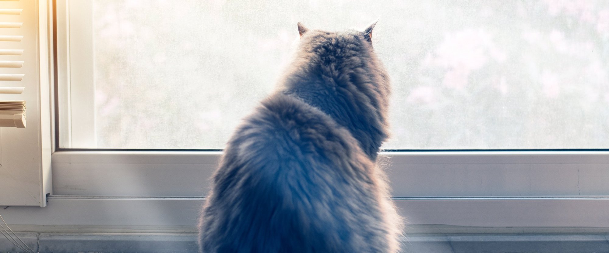 Proč sterilizované kočky přibývají na váze? Nejlepší strava pro kastrované nebo kastrované kočky