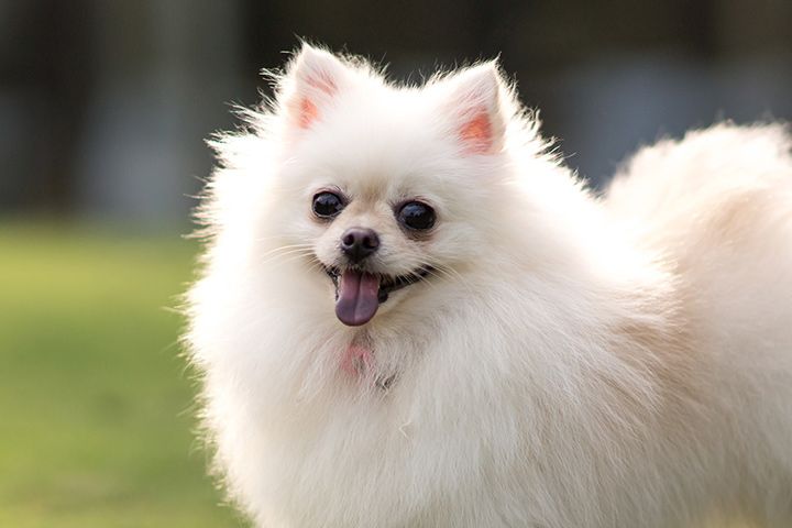 Pomeranian