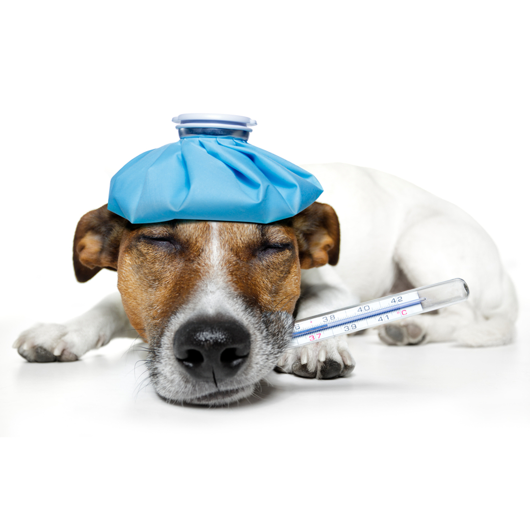 Potravinový průjem u psů a koček