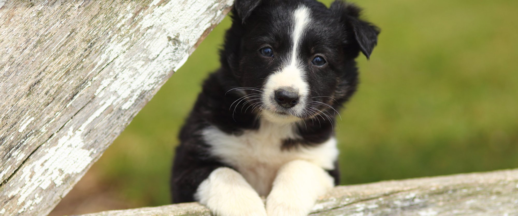 První návštěva u veterináře