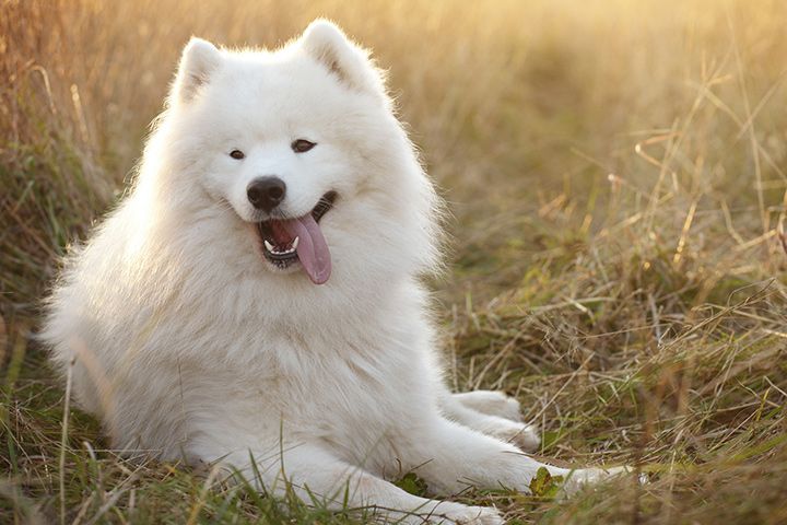 Samojed