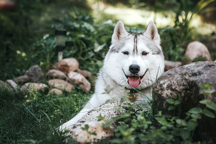 Sibiřský husky