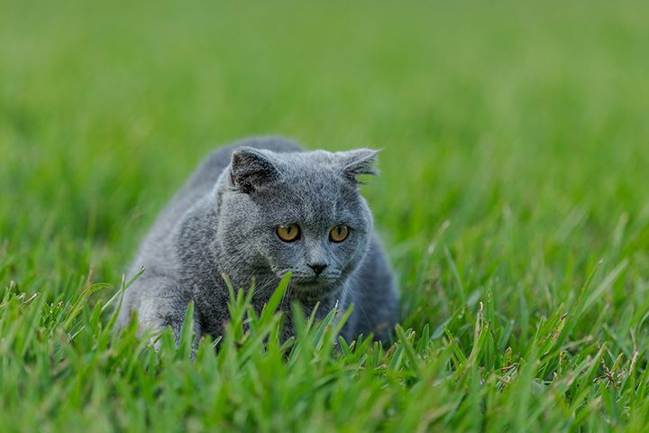 Skotská klapouchá kočka