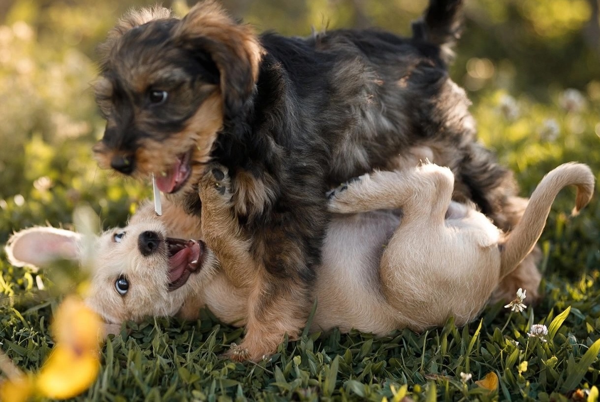 Výbava pro štěně