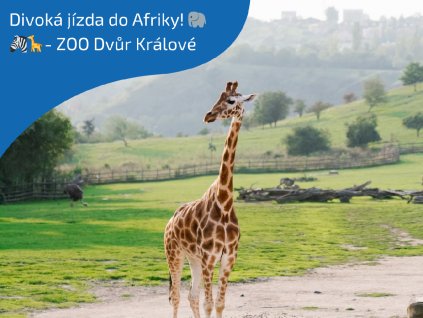 ZOO