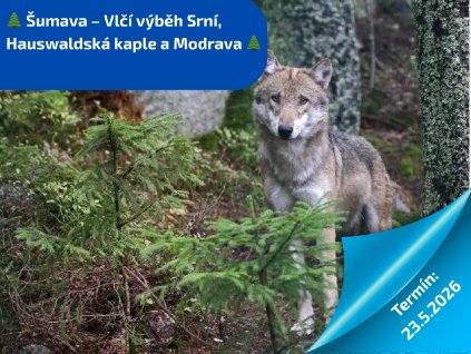 Šumava – 🐺Vlčí výběh Srní, Hauswaldská kaple a Modrava 🌲