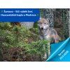 Šumava - 🐺Vlčí výběh Srní, Hauswaldská kaple a obec Modrava🌲