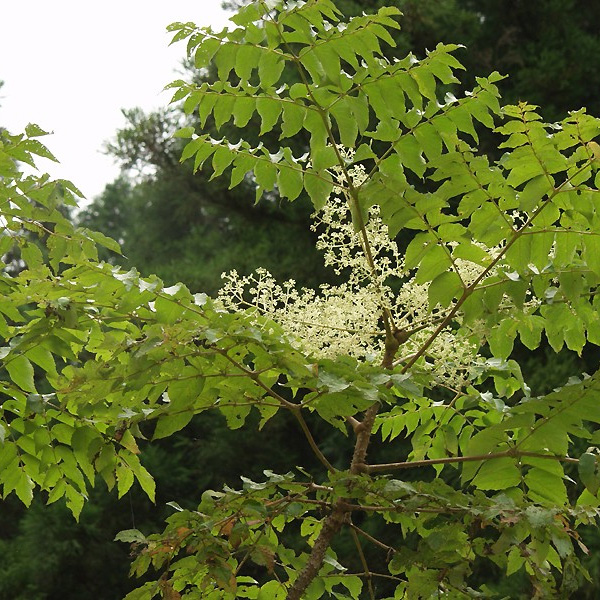 Aralia