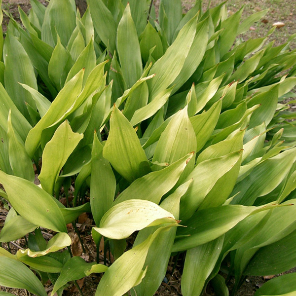 Aspidistra